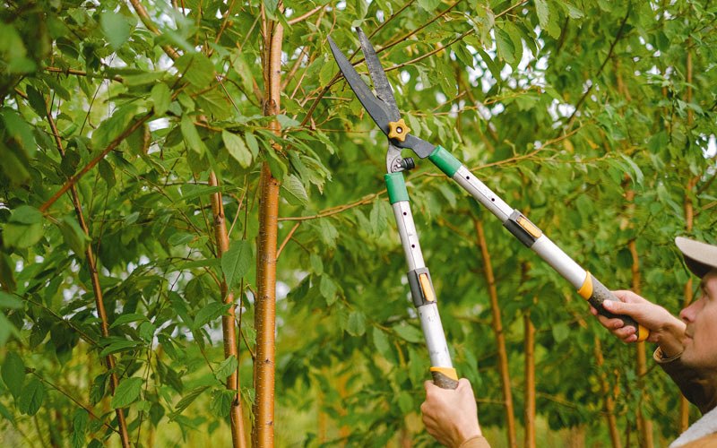 Tree trimming in Norfolk, NE
